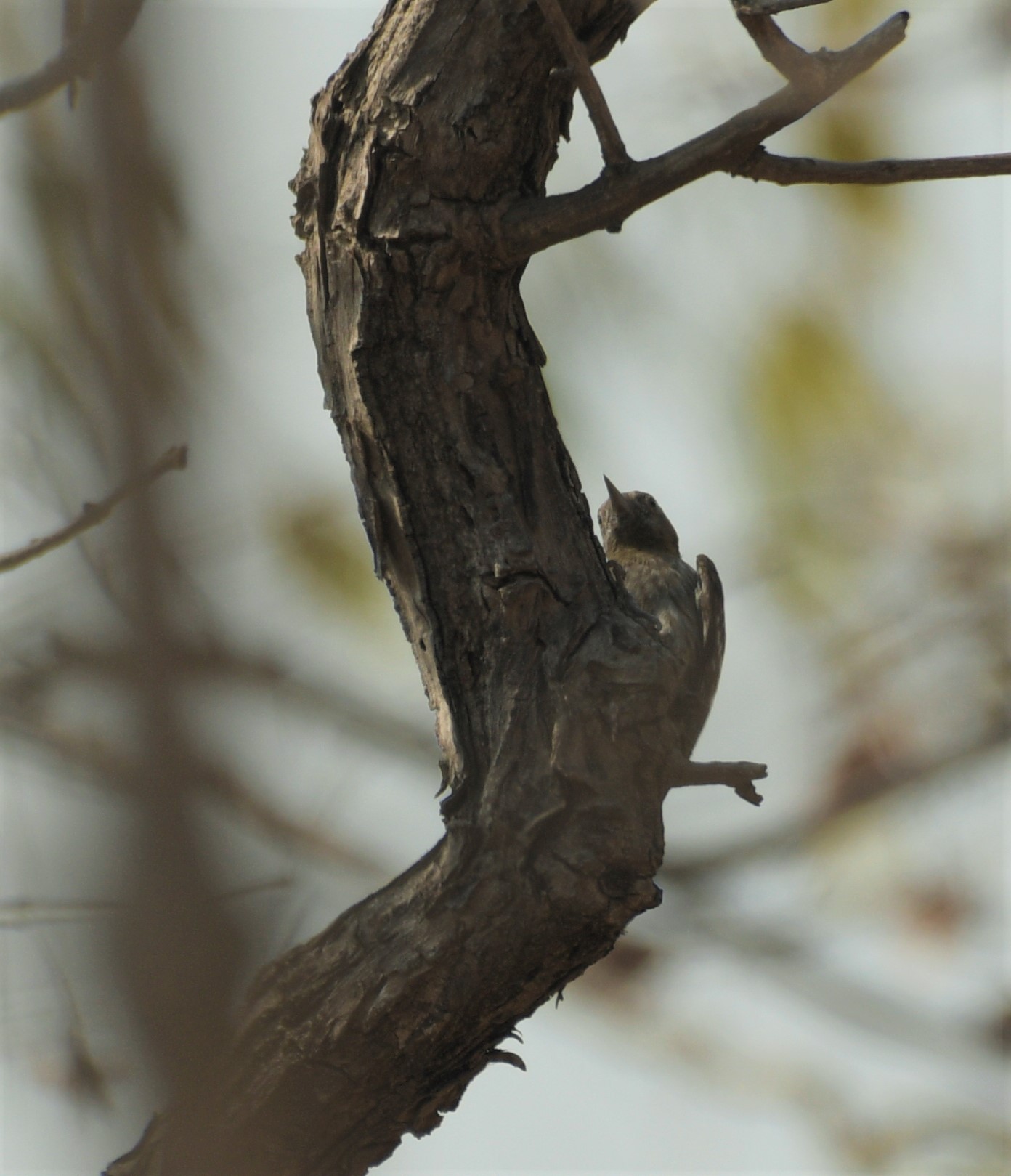 Brown-capped Pygmy Woodpecker